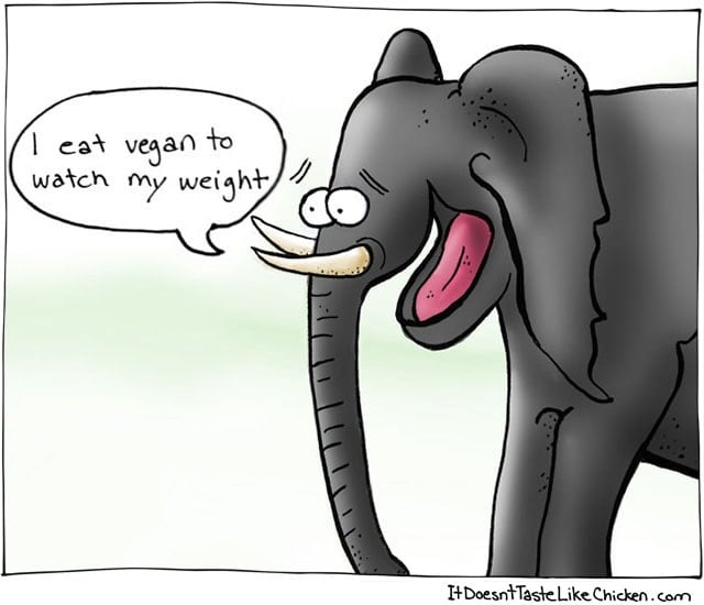 I-eat-vegan-to-watch-my-weight-elephant-joke