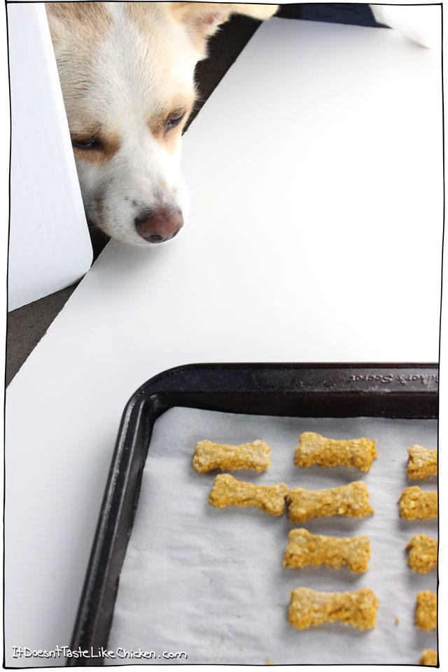 So let's get to making some dog treats for our furry friends! Begin by adding the oats to a food processor.