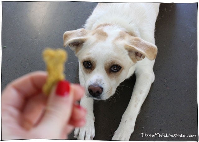 Pumpkin & Peanut Butter Dog Treats are so easy to make and so much cheaper than store-bought. Just 3 ingredients! #itdoesnttastelikechicken #dogtreats #dogtreatsrecipe