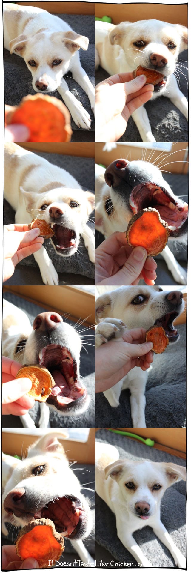 Easy DIY Sweet Potato Dog Chews, just like the store-bought treats but a fraction of the price. Dogs love these and they make a great gift! #itdoesnttastelikechicken