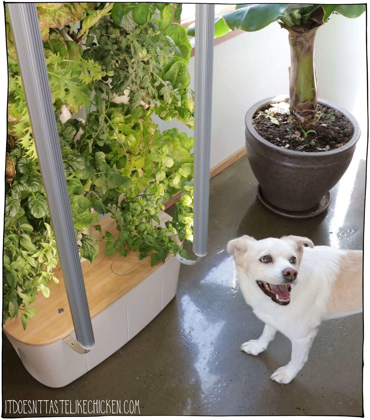 Gardyn review- hydroponics Kitchen garden!