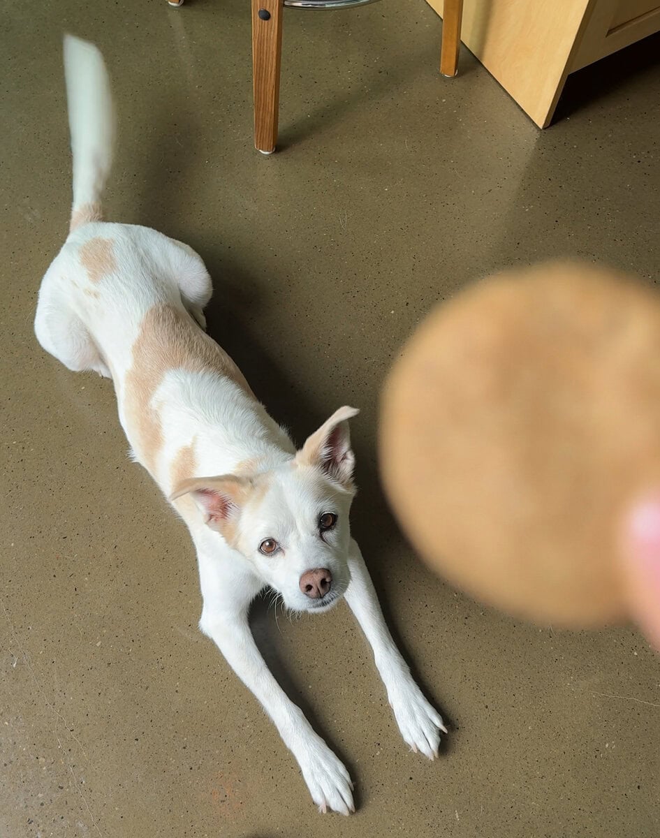 Cute white dog with tan spots wagging tail and looking excitedly at homemade dog treat.