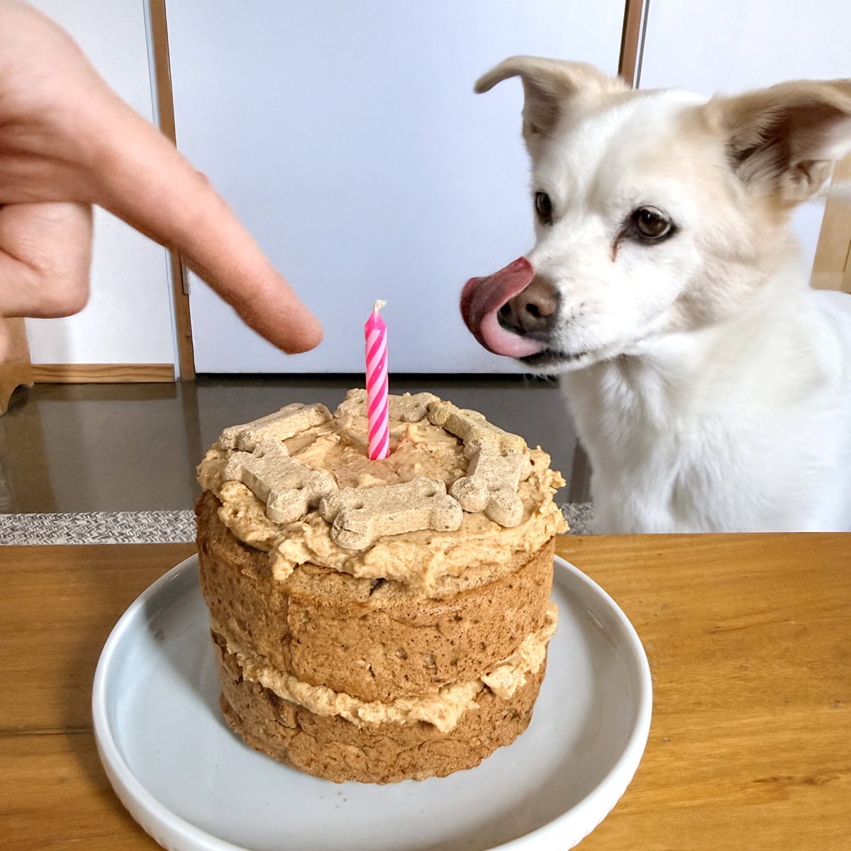 Dog Birthday Cake Recipe (Easy, Vegan & Dog-Friendly!)