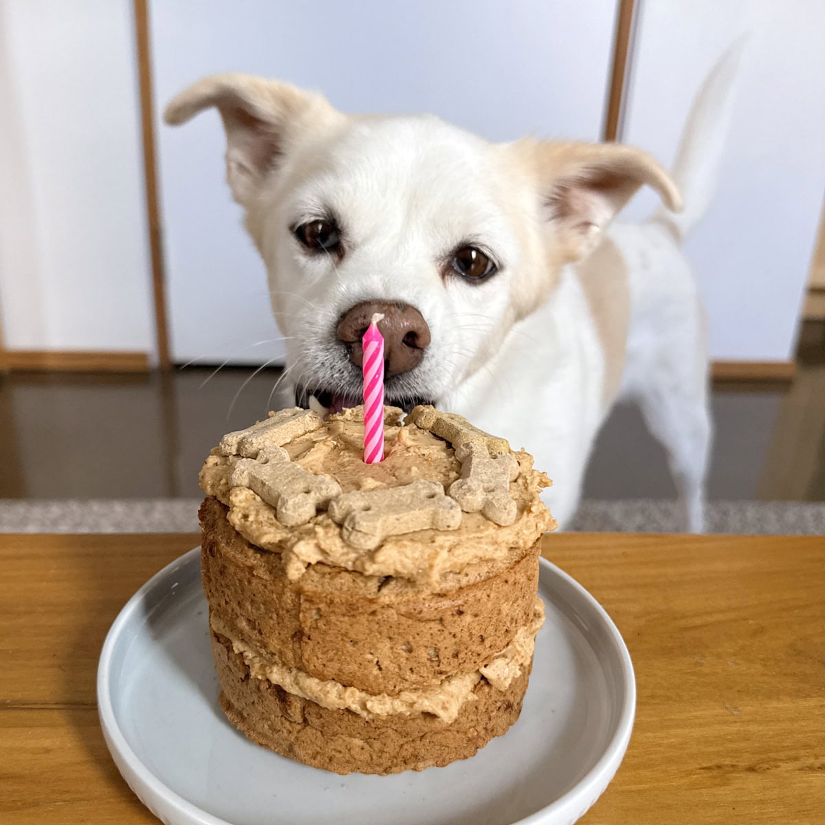 Dog Birthday Cake Recipe (Easy, Vegan & Dog-Friendly!)